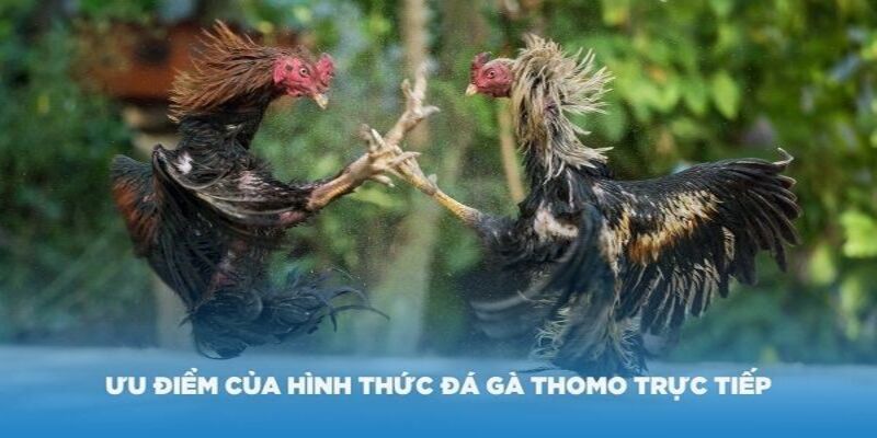 Trường gà thomo dưới góc nhìn tổng quát có nhiều điều hấp dẫn